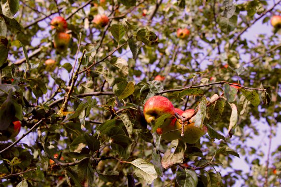Für alle, die keinen eigenen Garten haben, stellt die Stadt Husum am 3. Oktober, 10 bis 13 Uhr, eine Baumpflanz-Fläche für die Sorten Apfel, Birne und Quitte zur Verfügung.