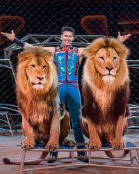 Lacey mit zwei Löwen