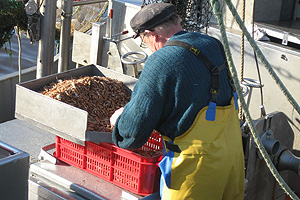 Helmut Laß - Fangfrische Krabben am Husumer Außenhafen